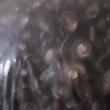 干香菇