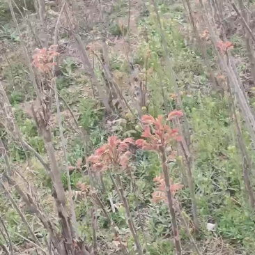 香椿芽
