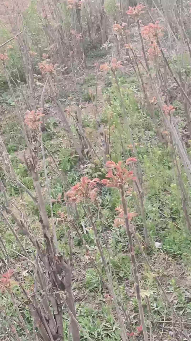 香椿芽