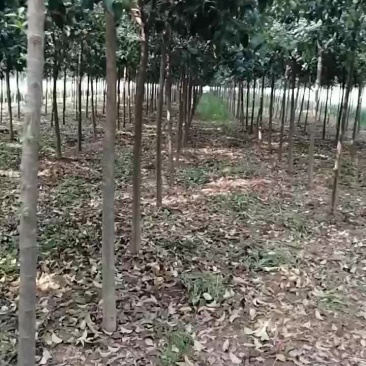 处理精品大叶女贞冬青树，规格全，成活率高。价格优