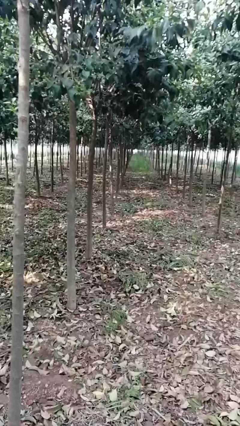 处理精品大叶女贞冬青树，规格全，成活率高。价格优