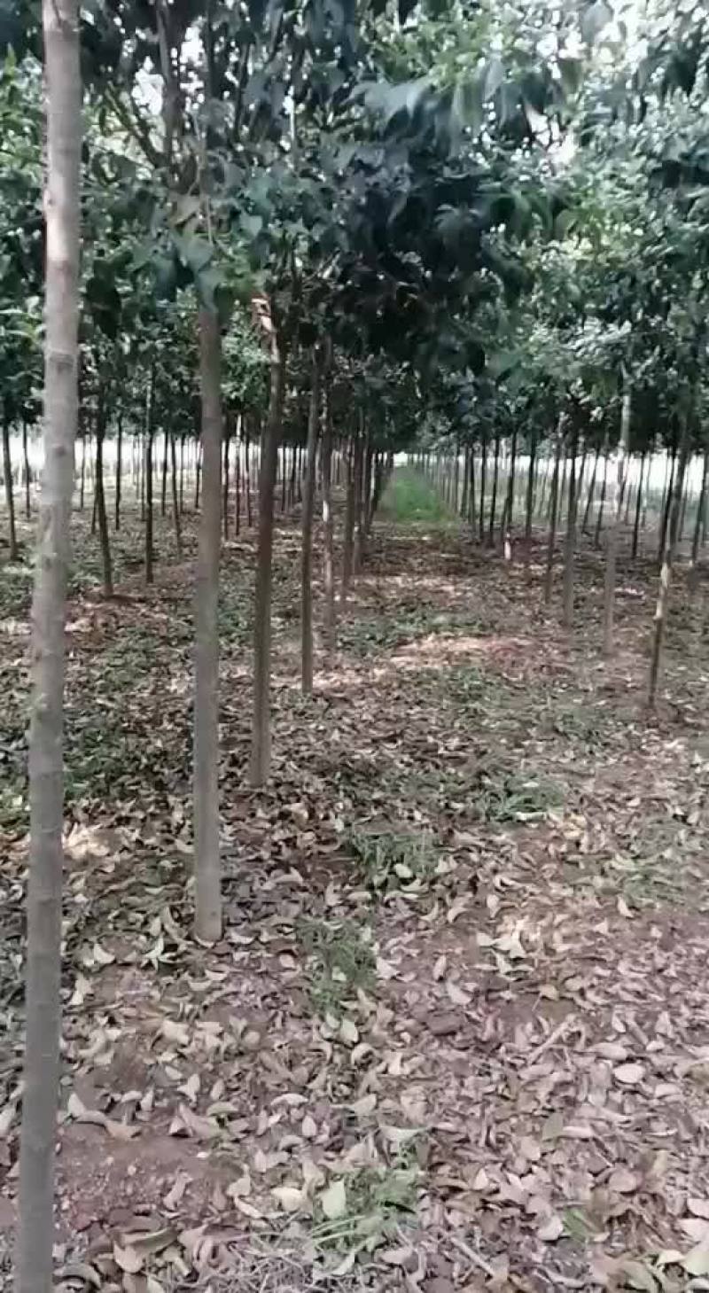 处理精品大叶女贞冬青树，规格全，成活率高。价格优