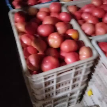 蔬菜大棚西红柿
