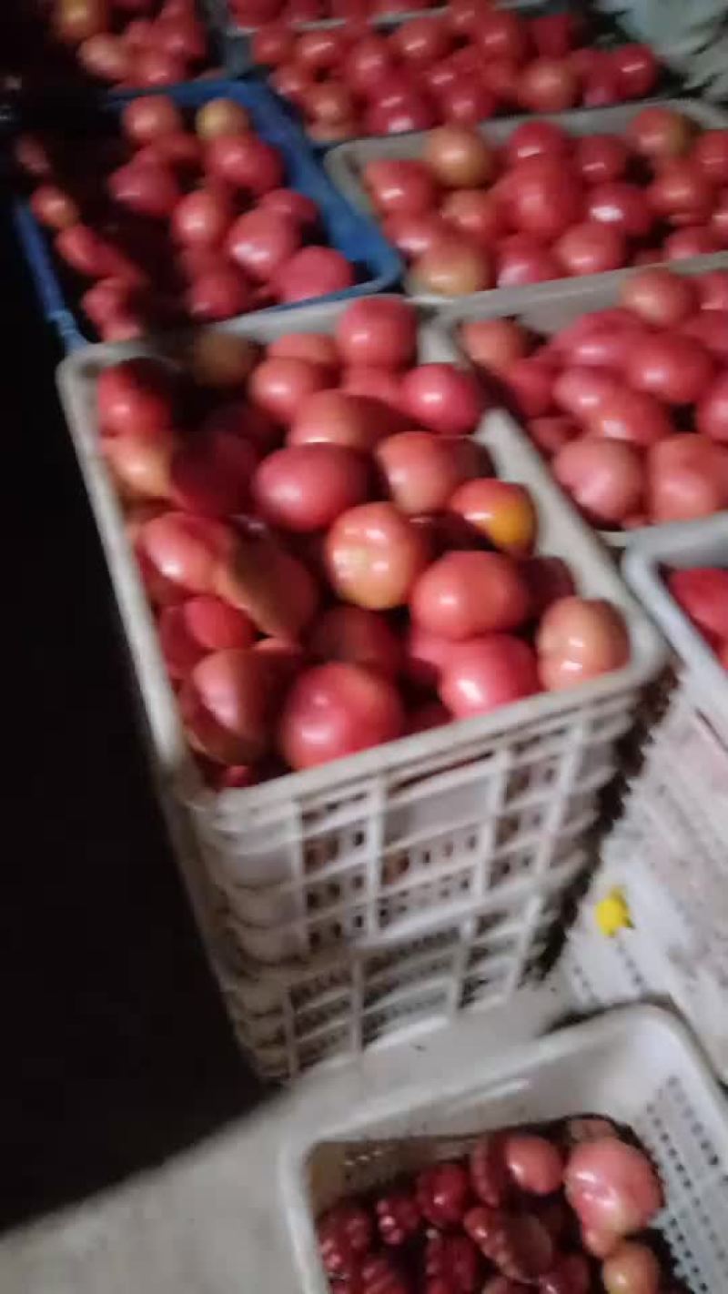 蔬菜大棚西红柿