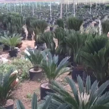 郁江苏铁种植场直接发货，大量大中小规格出售，