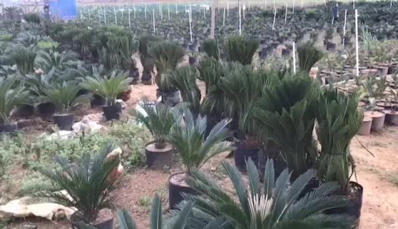 郁江苏铁种植场直接发货，大量大中小规格出售，
