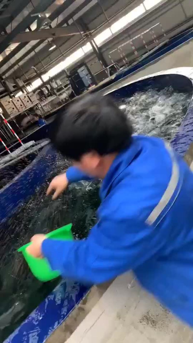 3到4斤虹鳟鱼