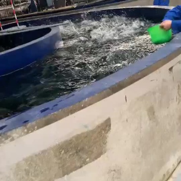 3到4斤虹鳟鱼