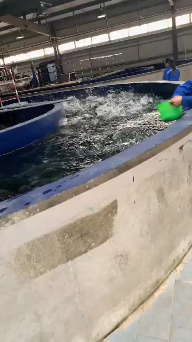 3到4斤虹鳟鱼