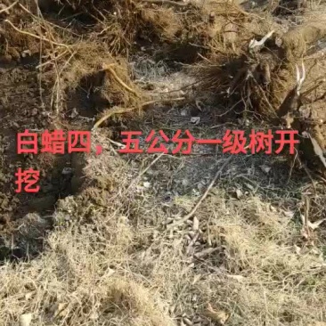 白蜡树三公分到二十公分