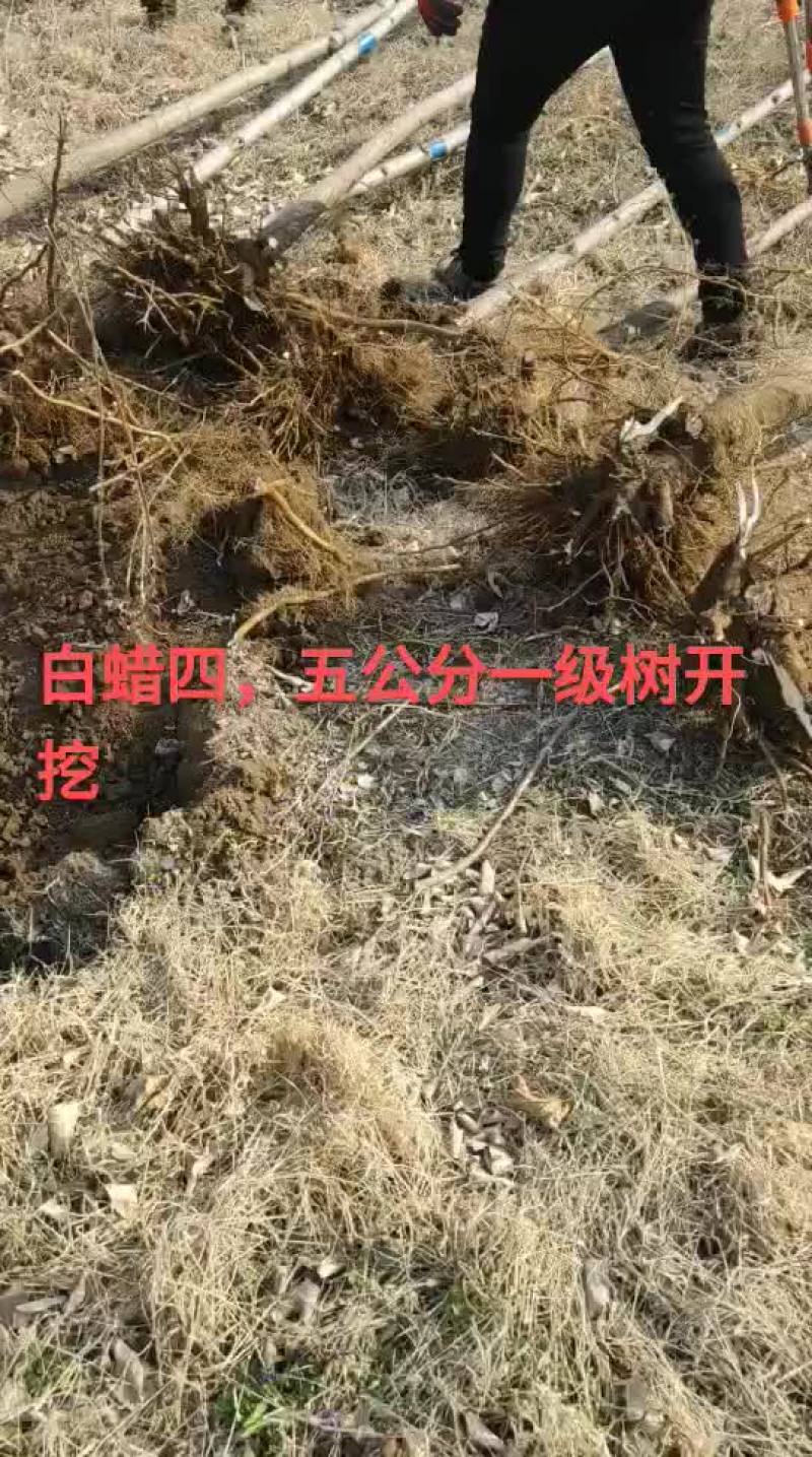 白蜡树三公分到二十公分