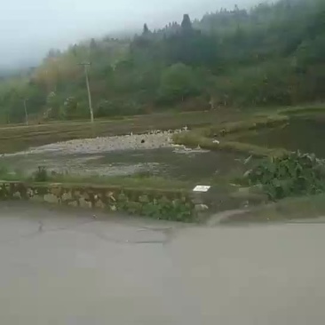 源生态鸭子