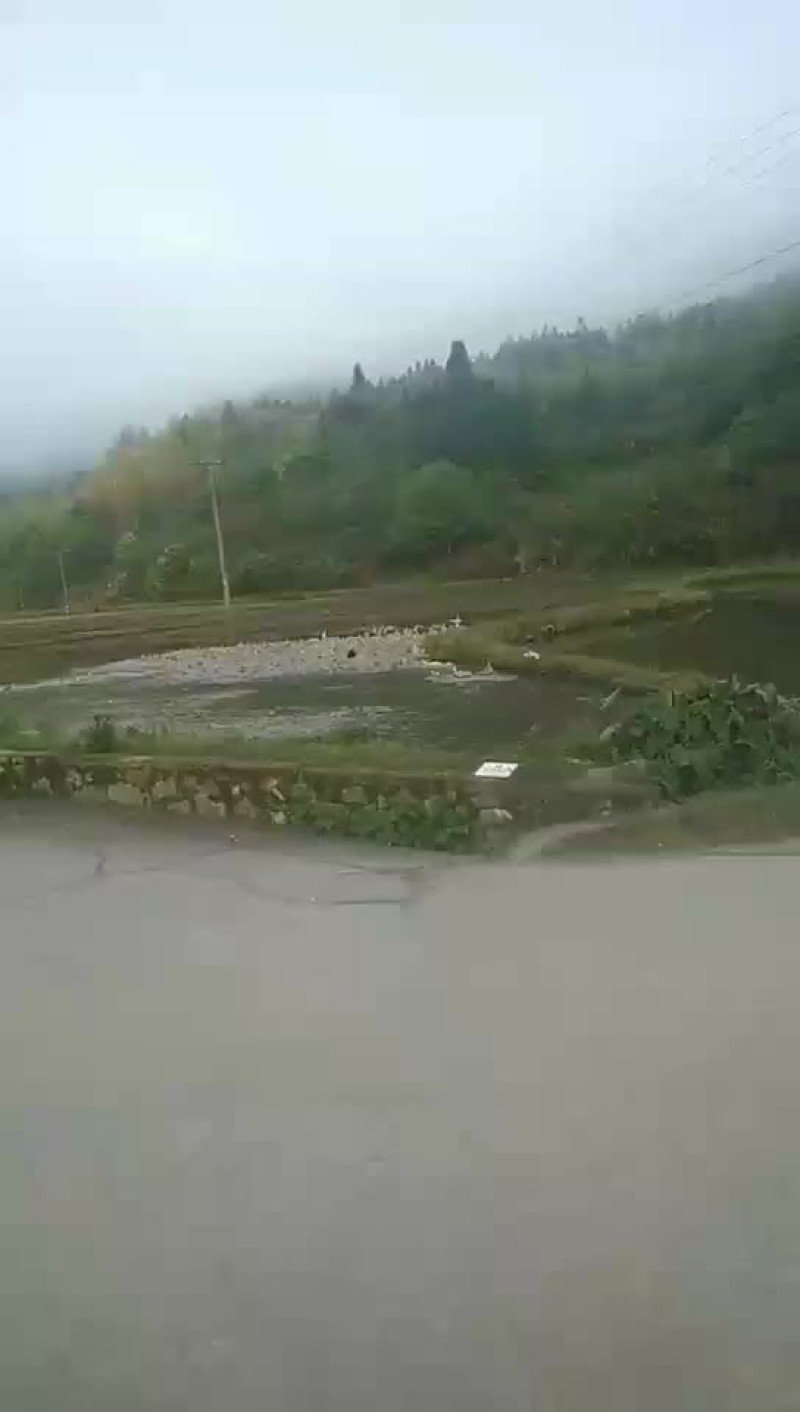 源生态鸭子