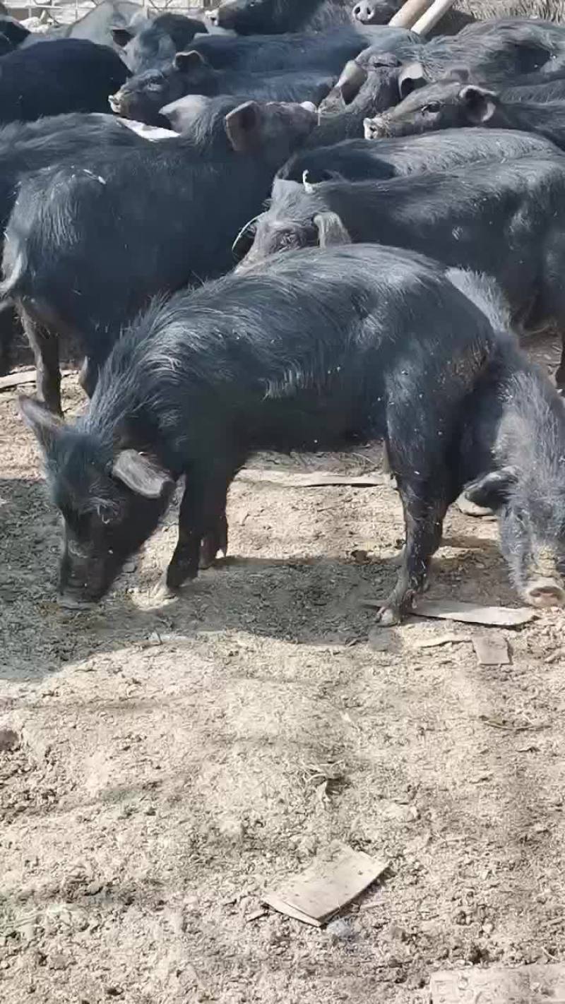 杂交藏香猪繁育总基地