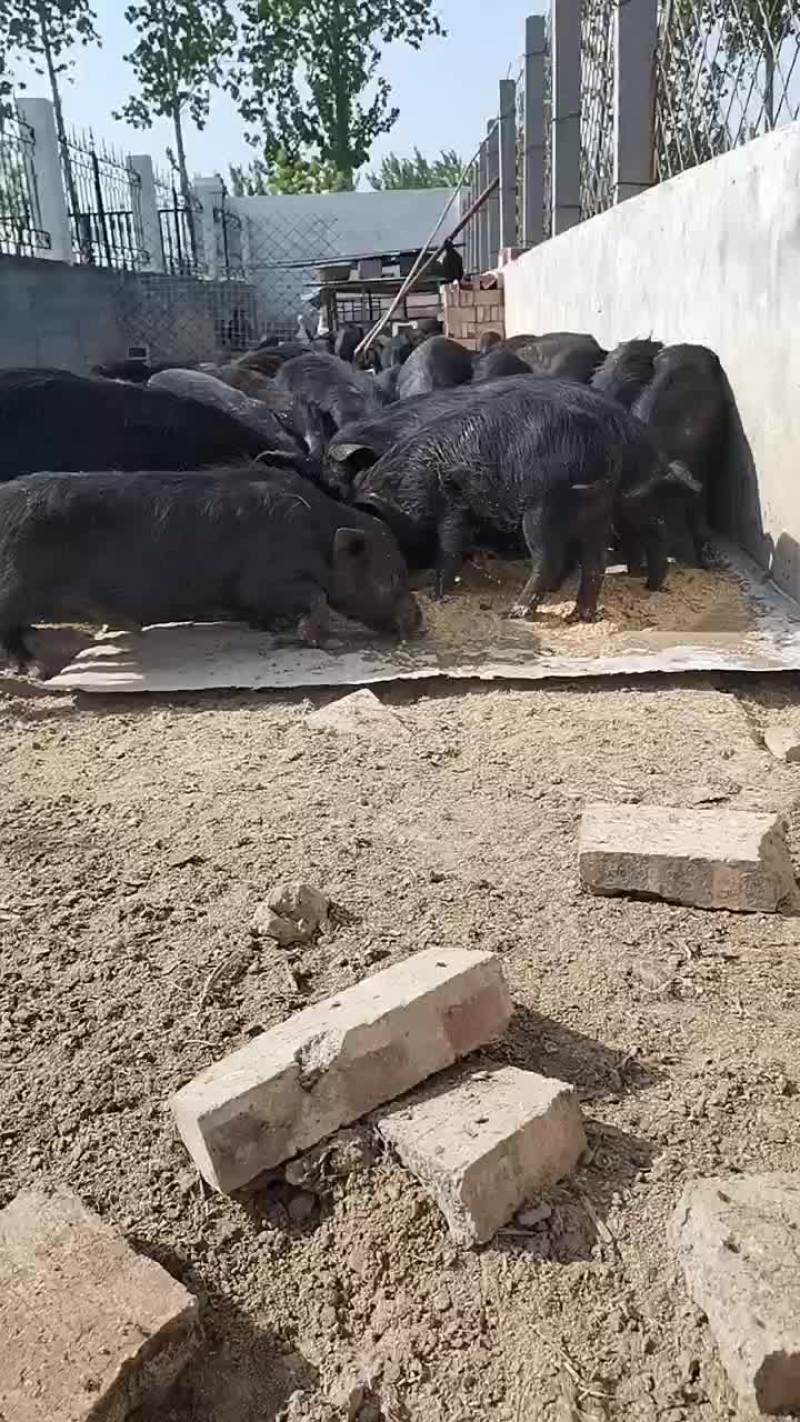杂交藏香猪繁育总基地