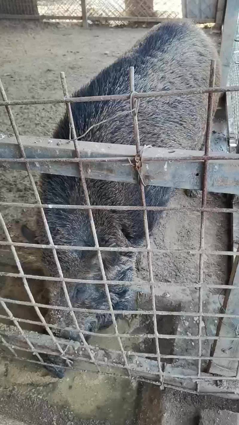 杂交藏香猪繁育总基地