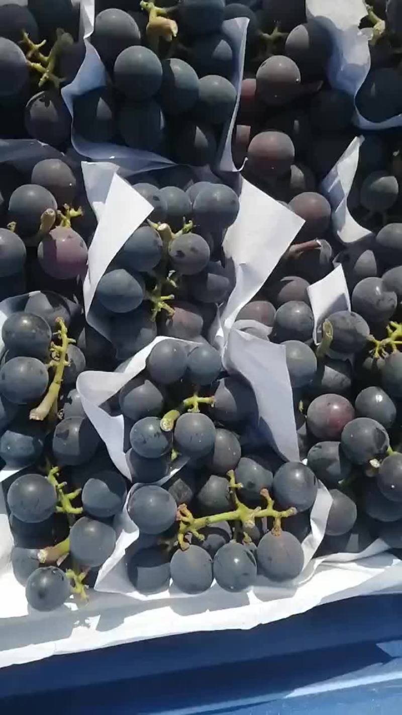 巨峰葡萄
