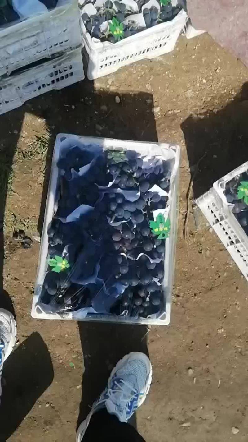 巨峰葡萄