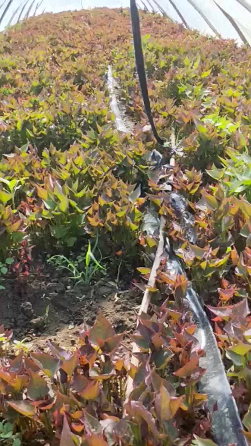 脱毒红薯苗