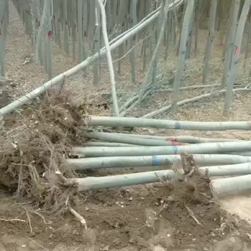 新疆杨，杨树，绿化苗木