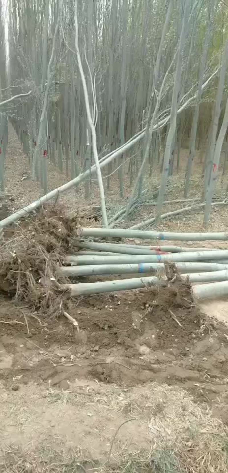 新疆杨，杨树，绿化苗木