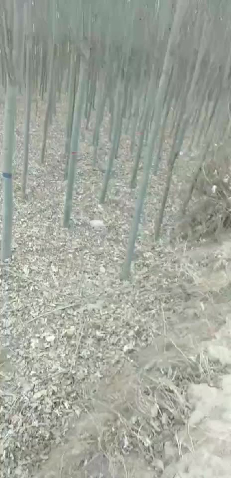新疆杨，杨树，绿化苗木