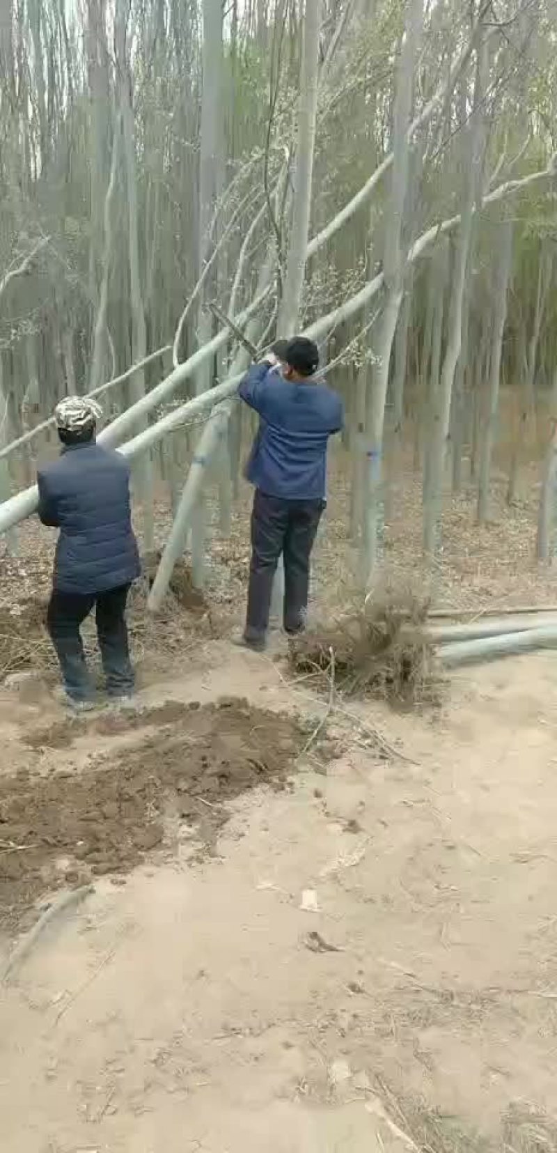新疆杨，杨树，绿化苗木
