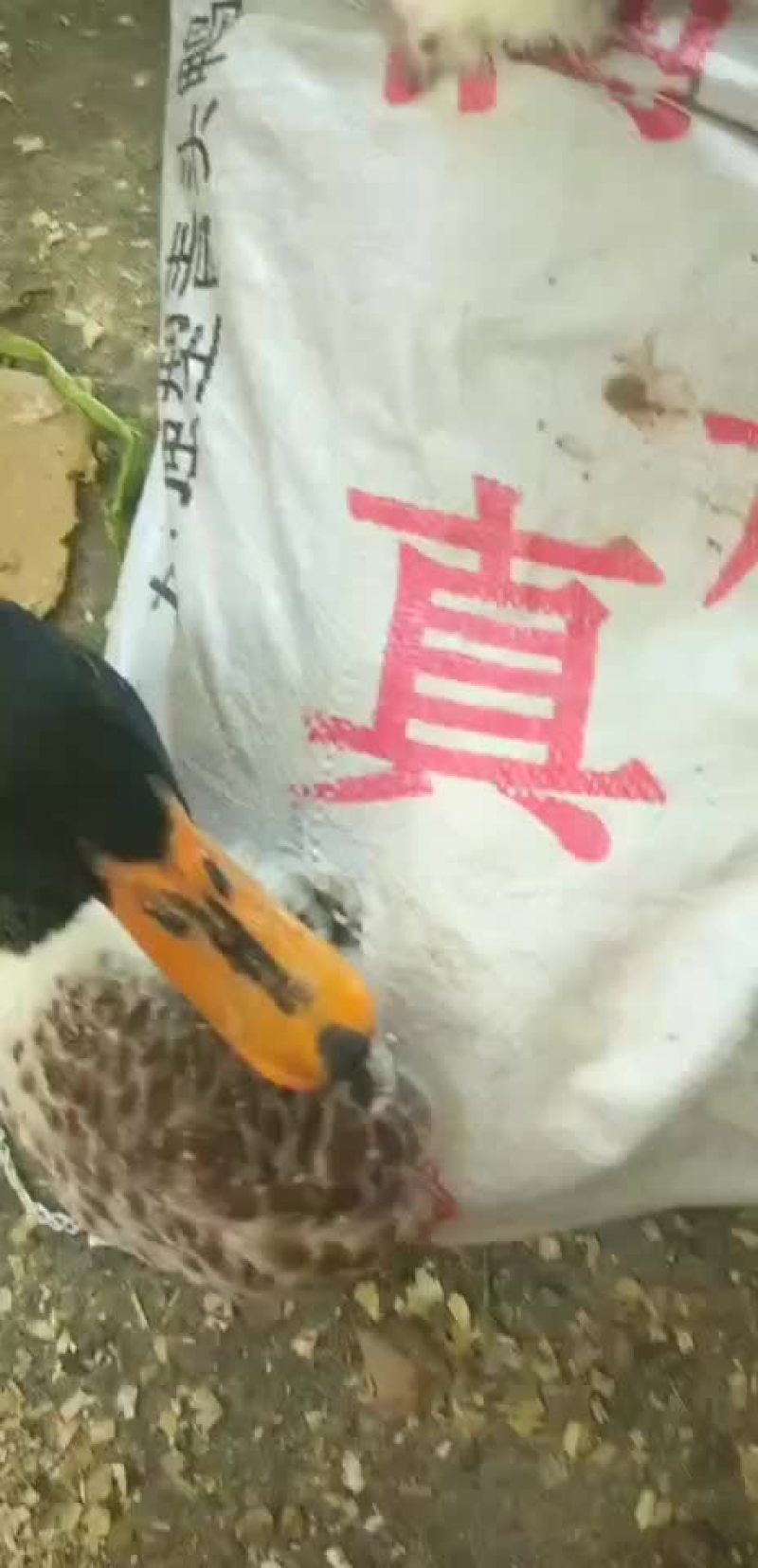 鸭苗大种麻鸭苗，大种麻鸭