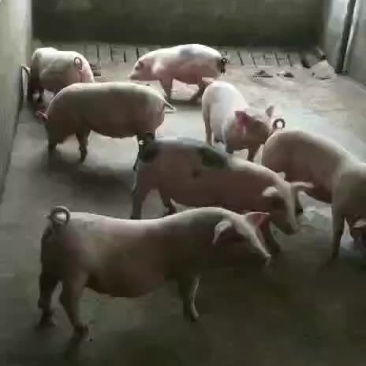 土白，长白猪种猪健康