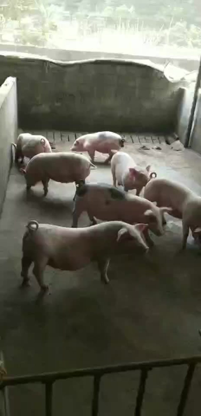 土白，长白猪种猪健康