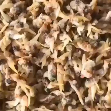 花蛤干，批发零售