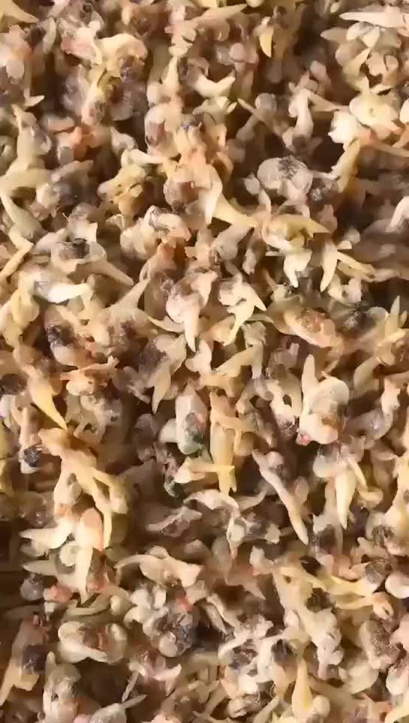 花蛤干，批发零售