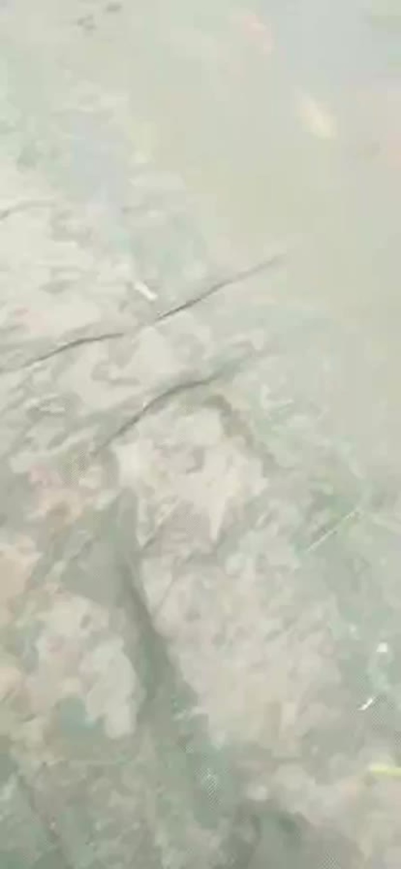 观赏鱼
