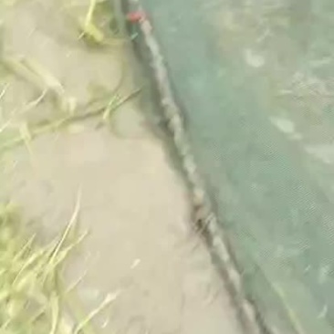 观赏鱼