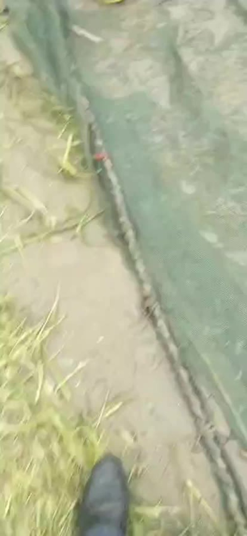 观赏鱼