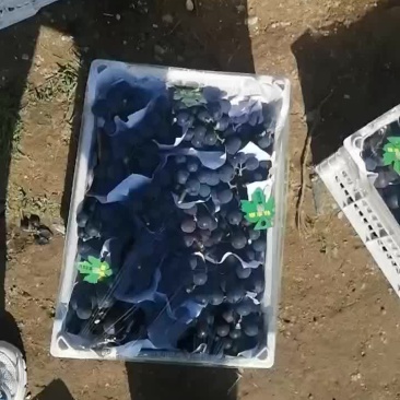 葡萄巨峰