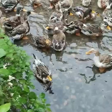 黄麻鸭