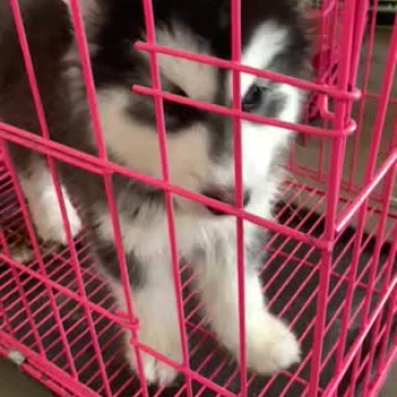 黑桃阿拉斯加