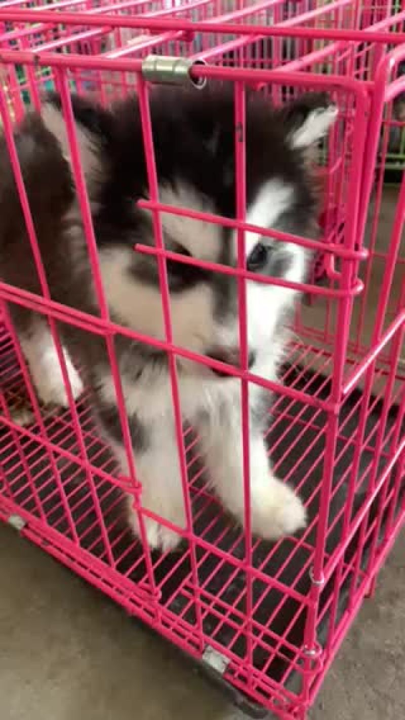 黑桃阿拉斯加