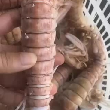 每天新鲜煮熟的皮皮虾