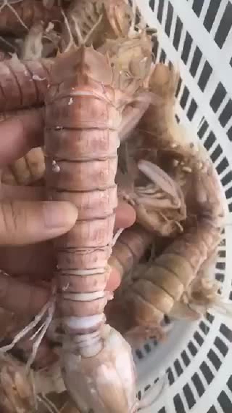 每天新鲜煮熟的皮皮虾