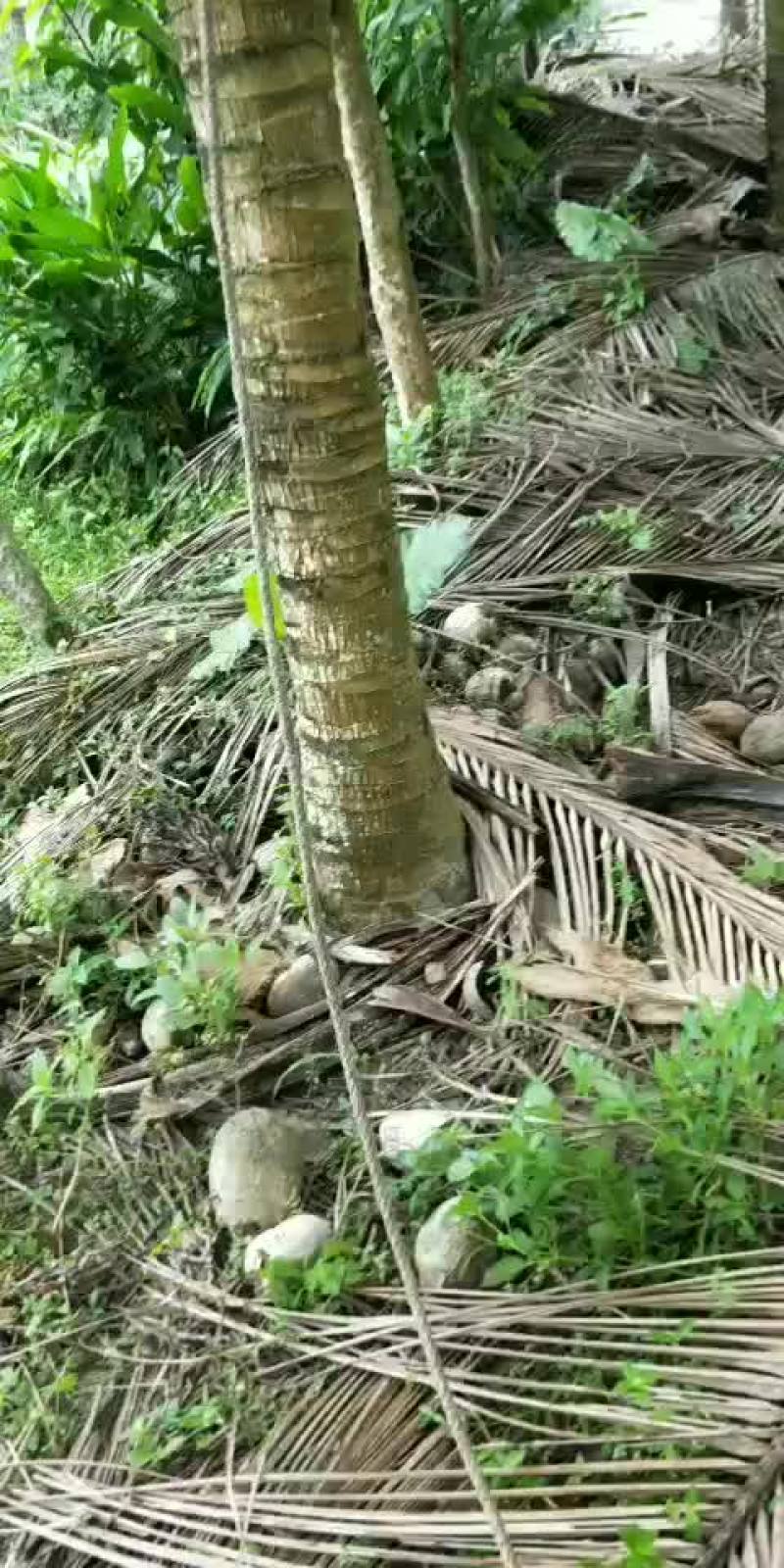 太国金椰子