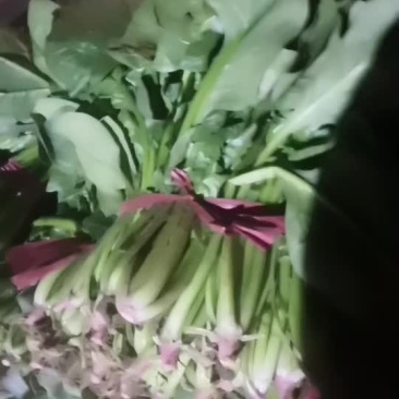 菠菜