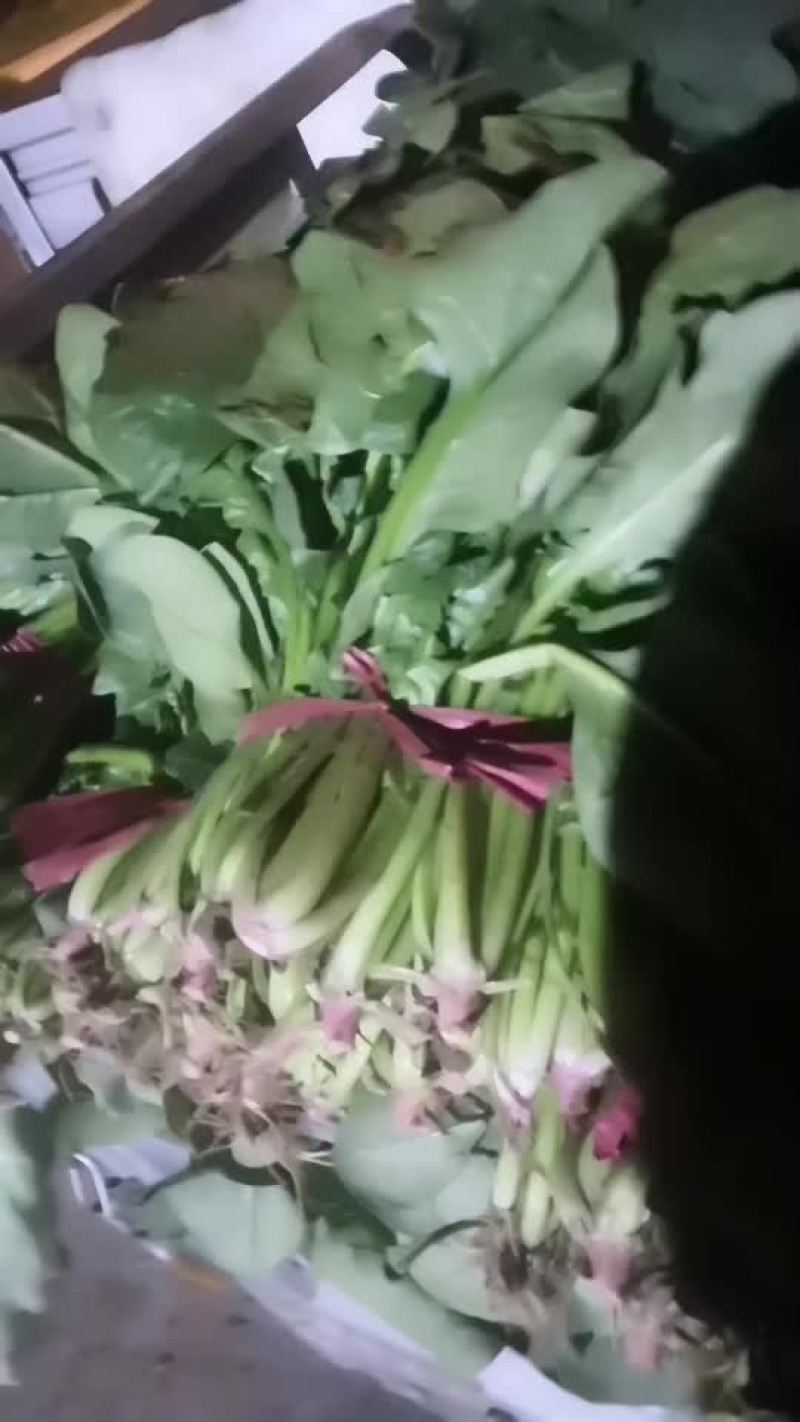 菠菜