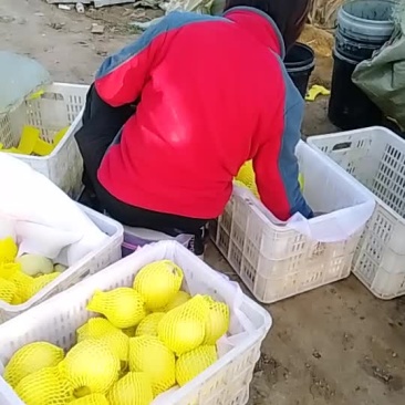 甜瓜代办