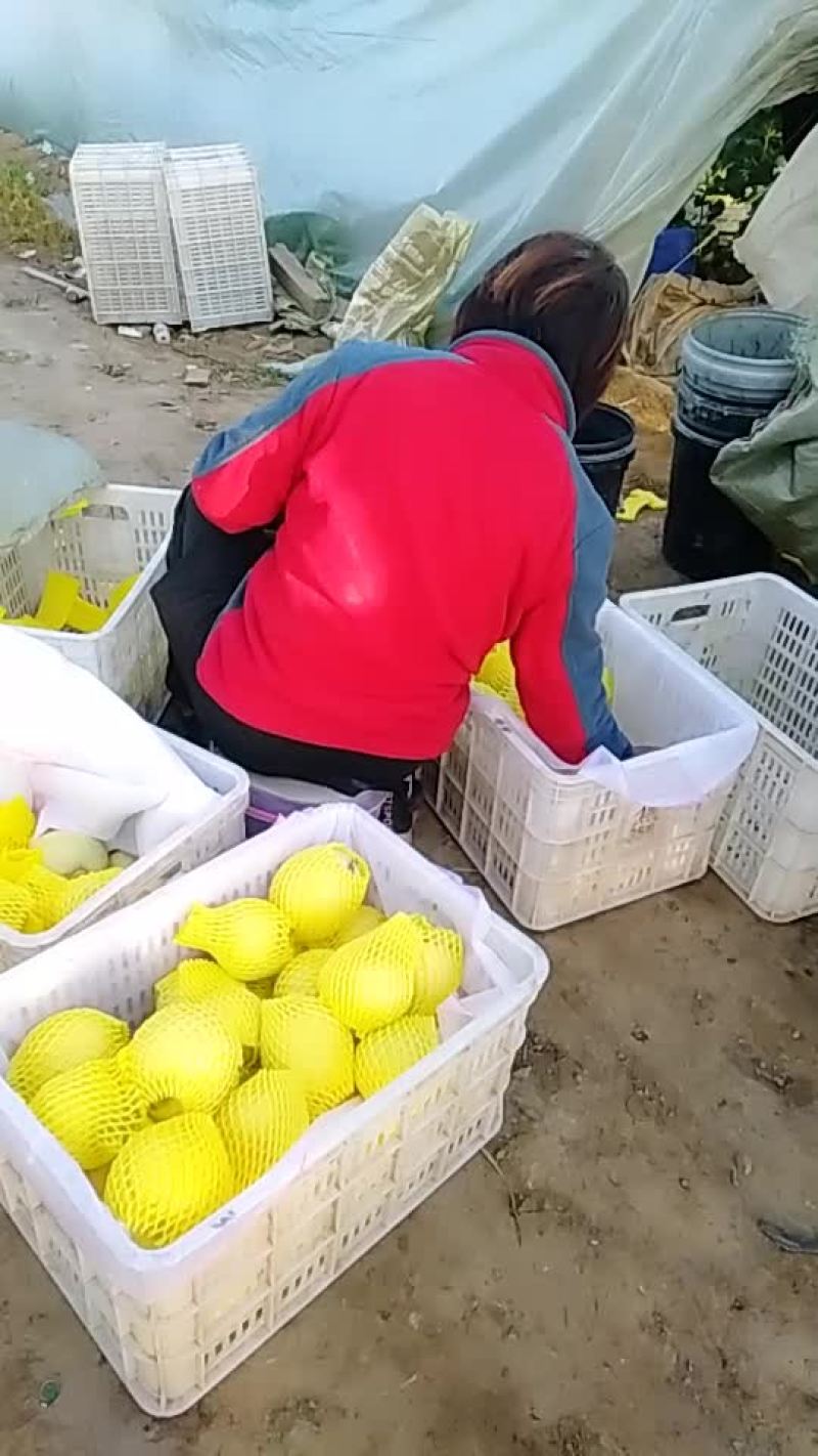 甜瓜代办