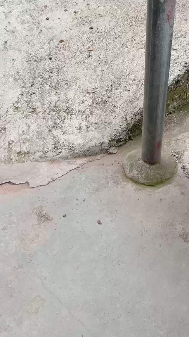 花椒苗