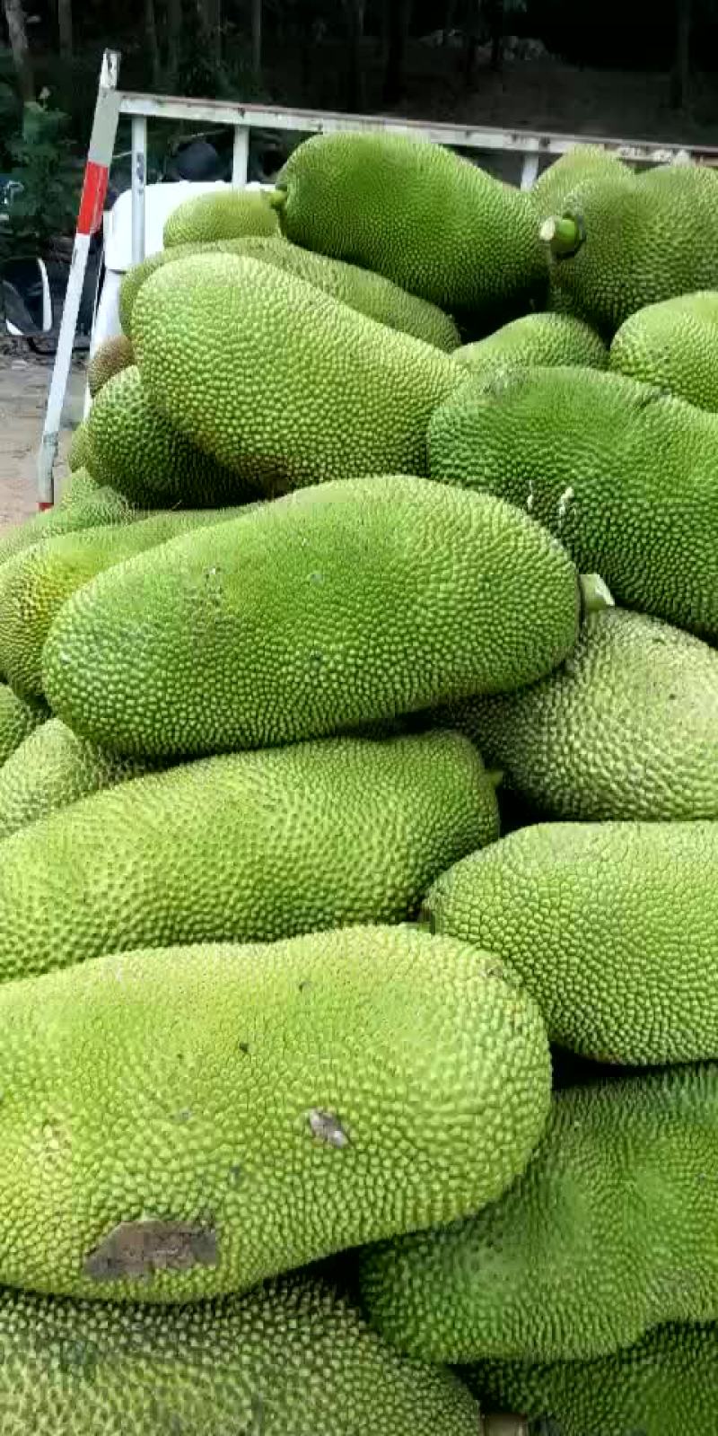 三亚菠萝蜜