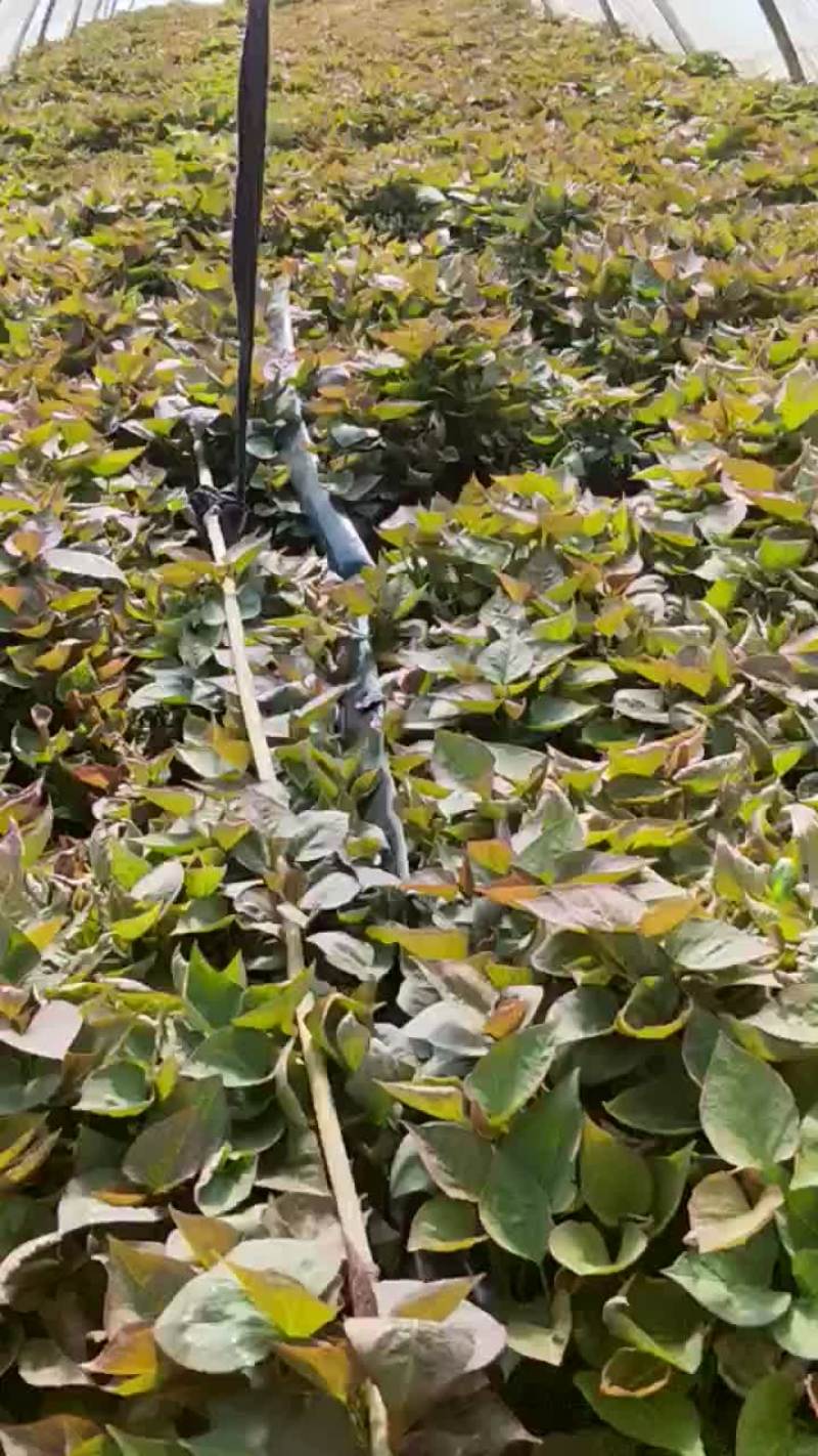 红薯苗
