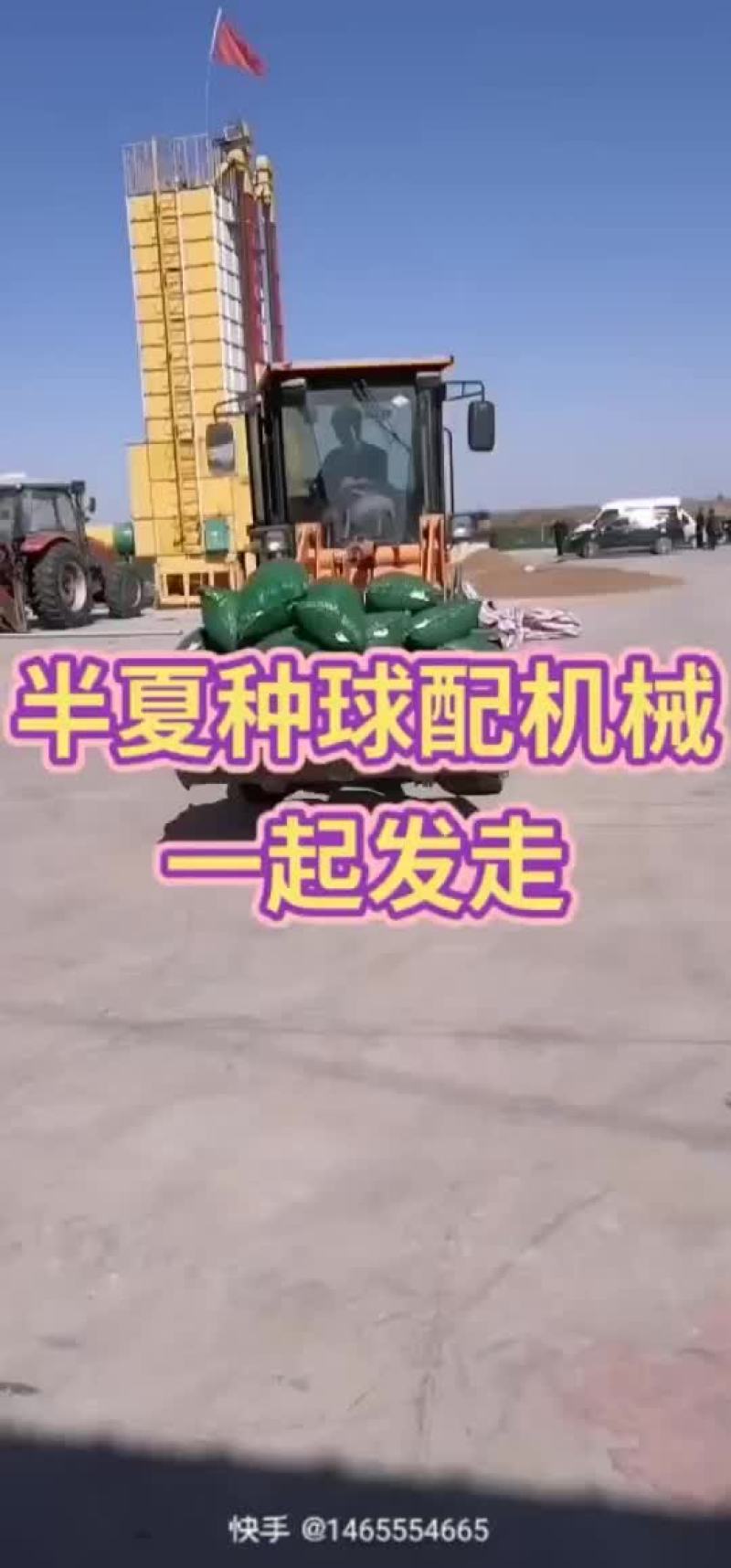 出售河北自产自销优质小叶半夏种苗，质量保证，品种优良